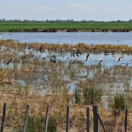 Maisonnette Dans Mas Authentique Avec Piscine بيت للعطل Saint-Laurent-dʼAigouze